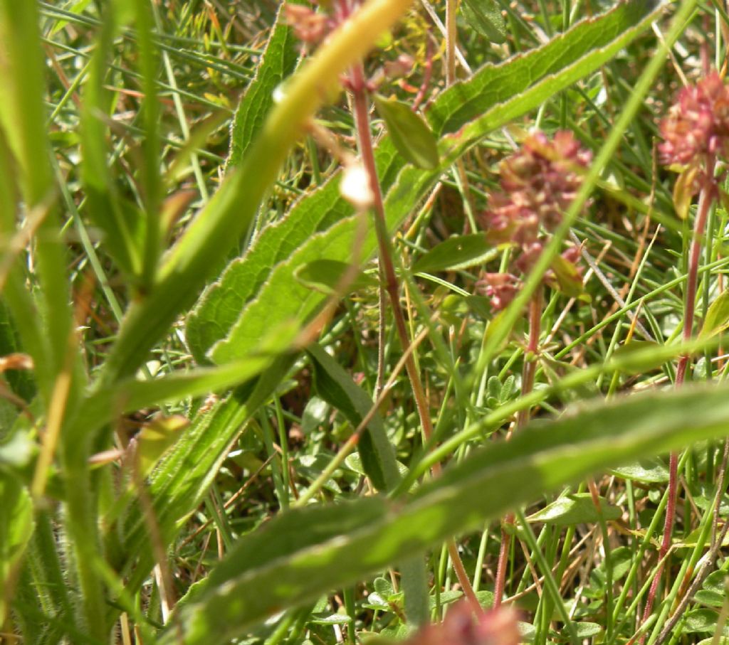 Phyteuma betonicifolium